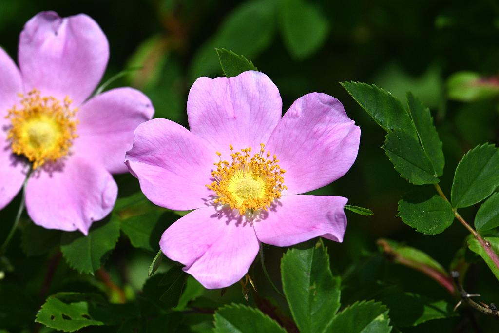 2025-06138960 Tower Hill Botanic Garden, MA.JPG - Carolina Rose (Rosa carolina). New England Botanic Garden at Tower Hill, MA, 6-13-2025